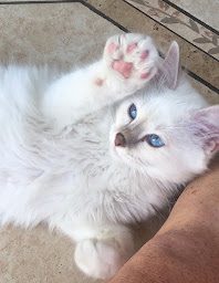 Photo n°4 de Chatterie la vie de Chat’Ô à Choisy-en-Brie (Éleveur de chats)