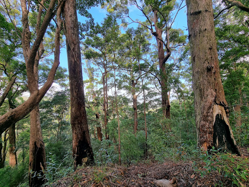 Northbrook Gorges - Thumbnail