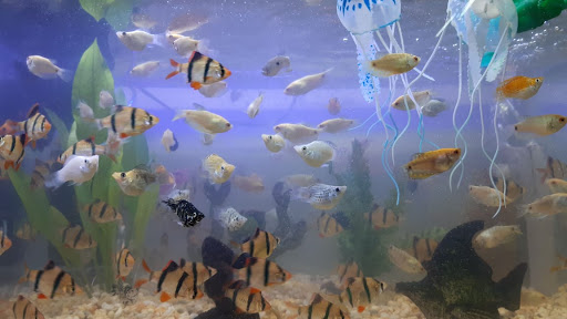 Acuario Aquarium Gallery - Mexico