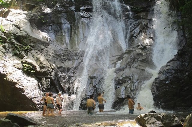 Bamboo elephant family care