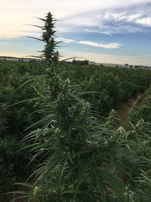 Photo of The Hemp Joint