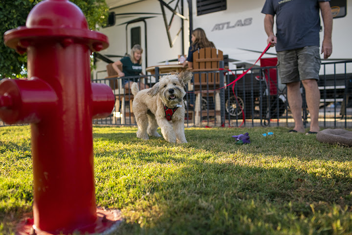 Tucson KOA Resort by null
