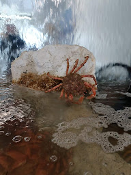 Photo n°9 de Chez Melon Tout Est Bon à Beauvoir-sur-Mer (Restaurant de fruits de mer)