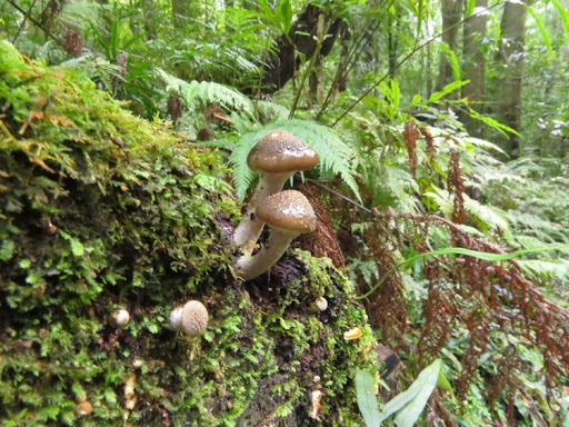 Goodenia Rainforest walking track - Thumbnail