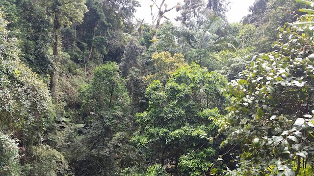 Natural Bridge, Springbrook National Park, Glow Worms Cave