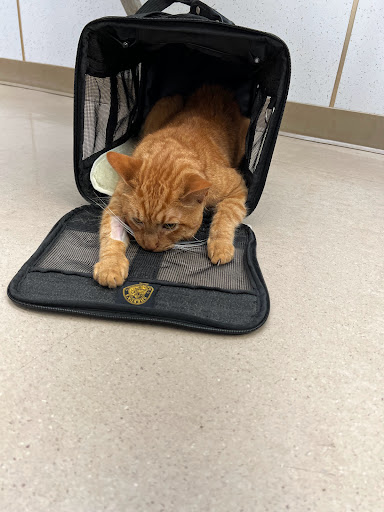 Acre Hill Veterinary Clinic - Thumbnail