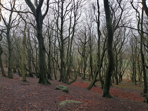 Whitwell Moor