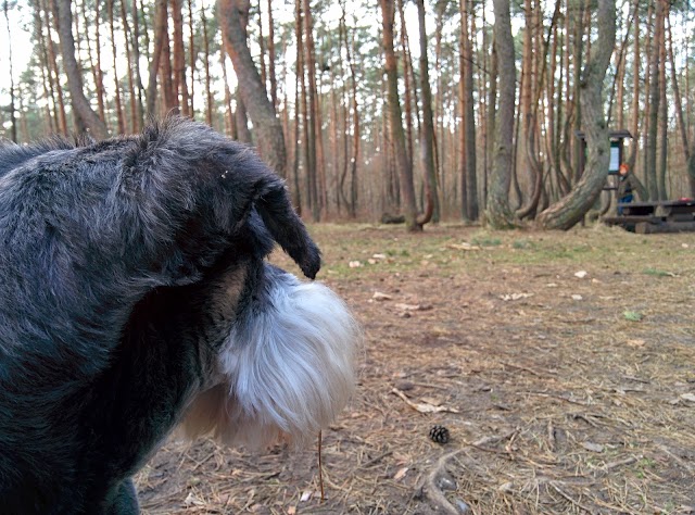 Forêt tordue