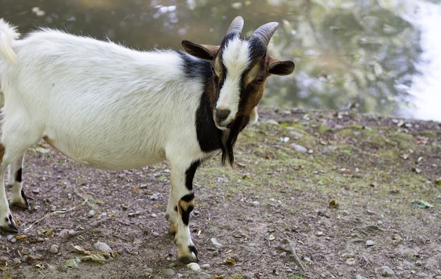 Parco Ittico Paradiso