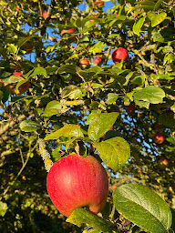 Photo n°2 de La maison des rosiers au bord du Loir/ établissement fermé à Lancé (Ferme)