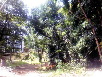 Photos of Kaju Kale