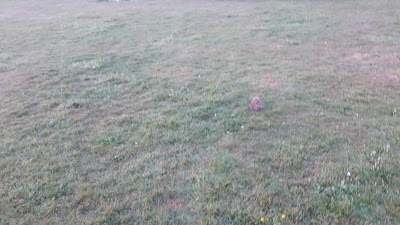 Photos of Anemoone