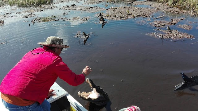 Buffalo Tiger's Florida