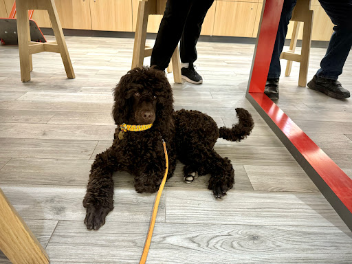 Positively Obedient Canines - Thumbnail