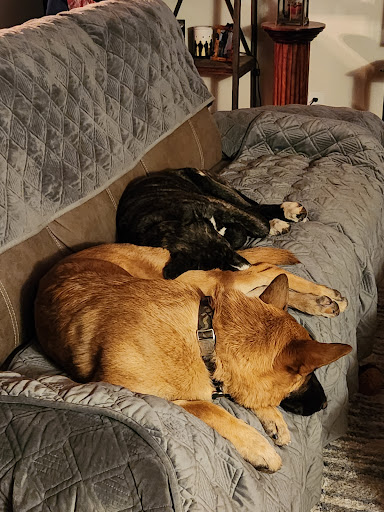 BARC Adoption Center/ Thrift Store Gallery - United States