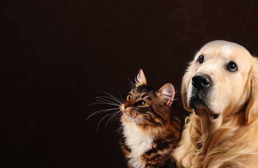 Detoxapet - Visual