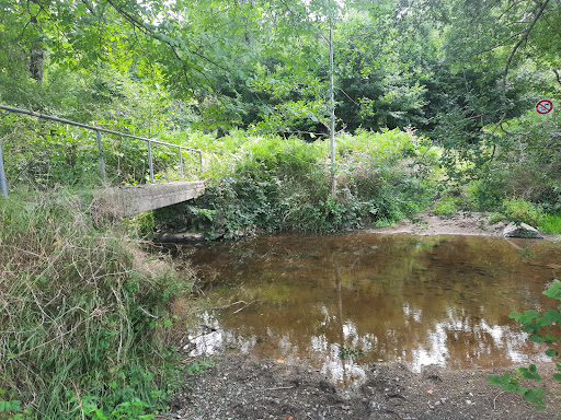 Chêne de roc cervelle