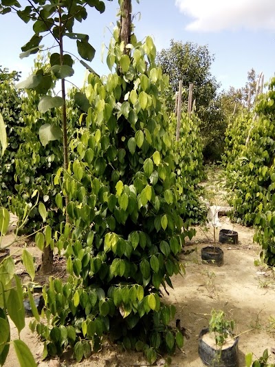 Photos of Pujaselera Desa Lintang