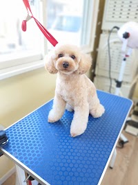 ドッグサロンギフト