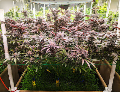 Photo of In the Trees Dispensary