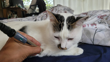 Acupuntura Veterinária Mairiporã