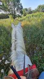 Photo n°23 de Ranch Fumat à Vias (Centre équestre)