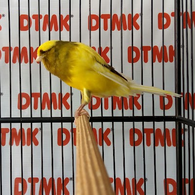 Photos of DTMK