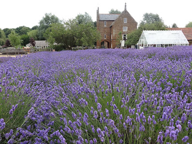 Norfolk Lavender Caley Mill, Lynn Rd, Heacham, King