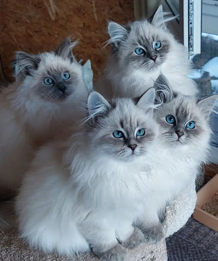 I GATTI DI GIULIA - allevamenti Main Coon, Siberiani Pontedera - Thumbnail