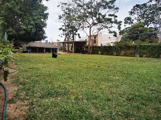 Alebrije Pet Camp