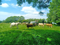 Ferme Arcoulan - Viande bovine et ovine - 2026 = Fromages de vache à Clarens