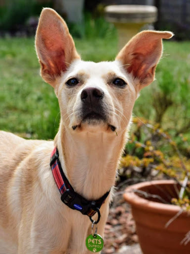 Pets Bureau - Thumbnail