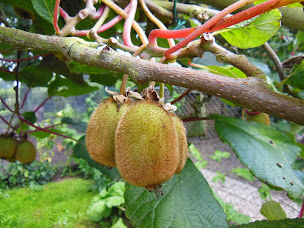 Photo n°41 de Chambre d'hôtes et Roulotte du Catelet à Fressenneville (Chambre d'hôtes)