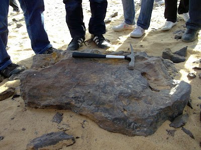 Photos of Maadi Petrified Forest Protectorate