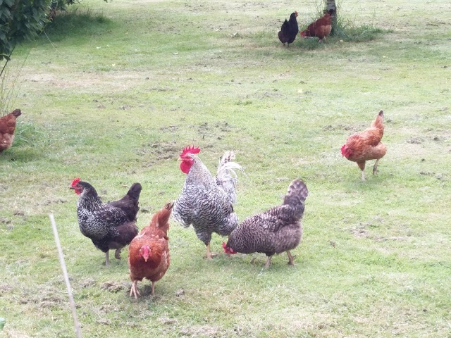 Ballymaloe Cookery School, Organic Farm and Gardens