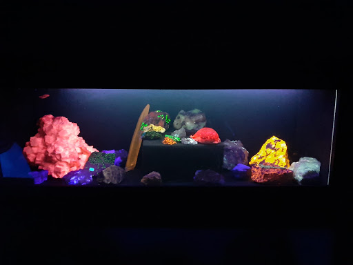 Museo Di Storia Naturale "Bios Taras" - Thumbnail