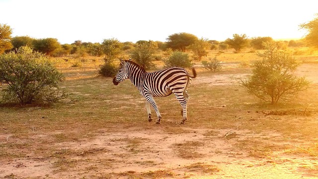 Marataba Safari Lodge