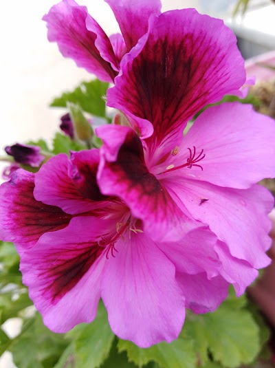 Photos of Garden ideas 2