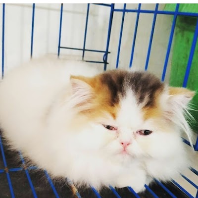 veterinary-care