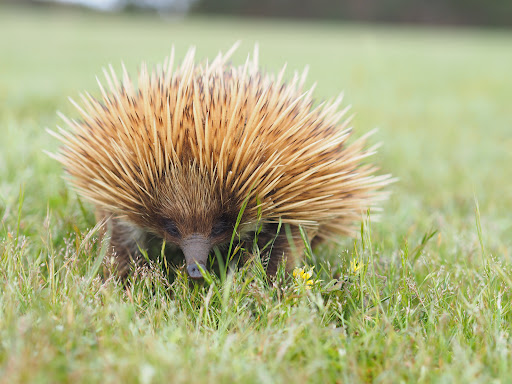 Hanson Bay Wildlife Sanctuary - Thumbnail