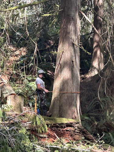 Tree Slayers