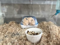 ふわりーず 掛川 小動物ふれあい専門