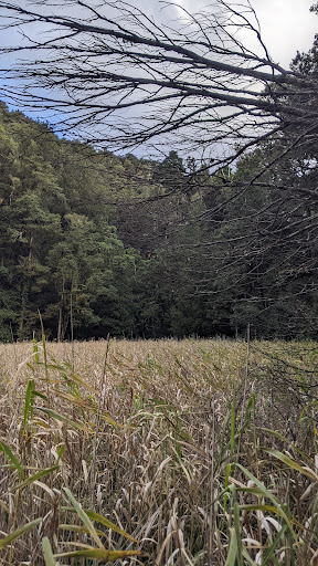 Burraga Swamp - Thumbnail