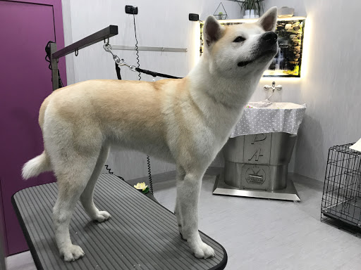 Marcella Professional Groomer Toelettatura&Spa - Thumbnail