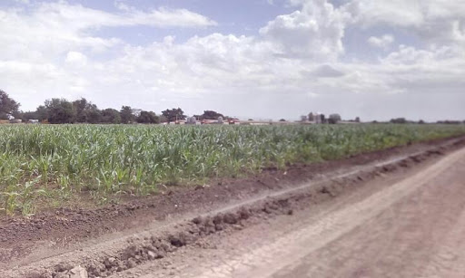 Agricola El Porvenir, Culiacan - Pimientos - Thumbnail