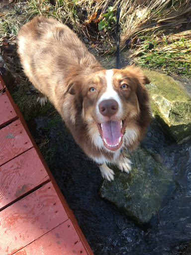 Maize Memorial Dog Park, llc - Thumbnail