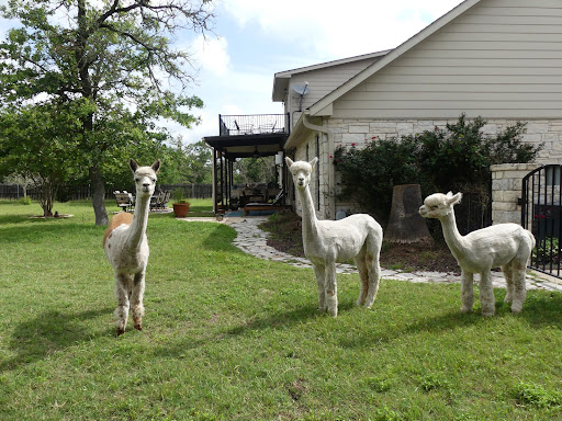 Alpaca Fresh - Visual