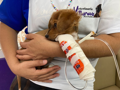 Veterinaria Villanova