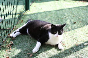 Photo n°8 de Le Marais de Saintonge - Pension & élevage à Tonnay-Charente (Promeneur de chien)