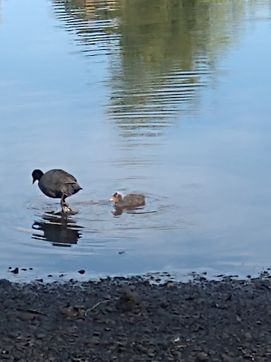 Rush Pond - Thumbnail